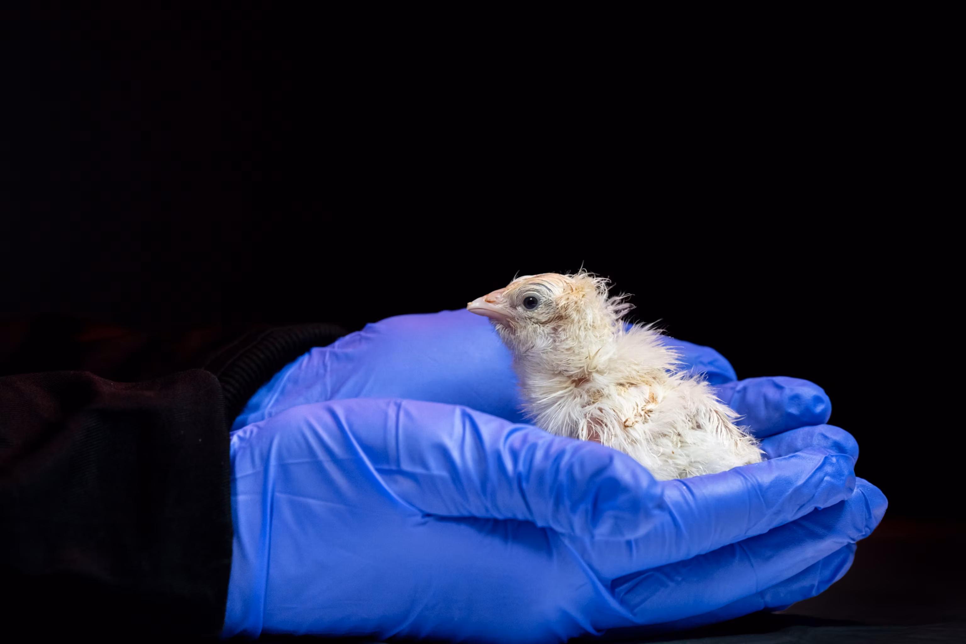 This chick hatched from an artificial egg