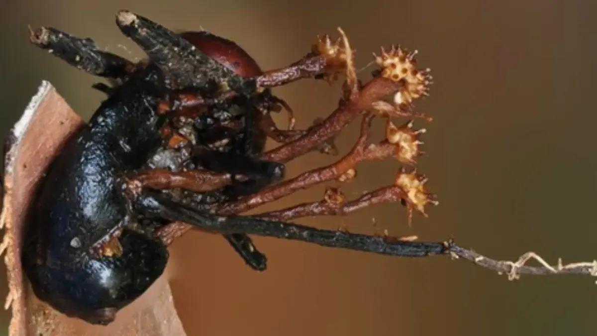 Scientists Discover Strange Horn-Shaped 'Hyperparasite', a World First