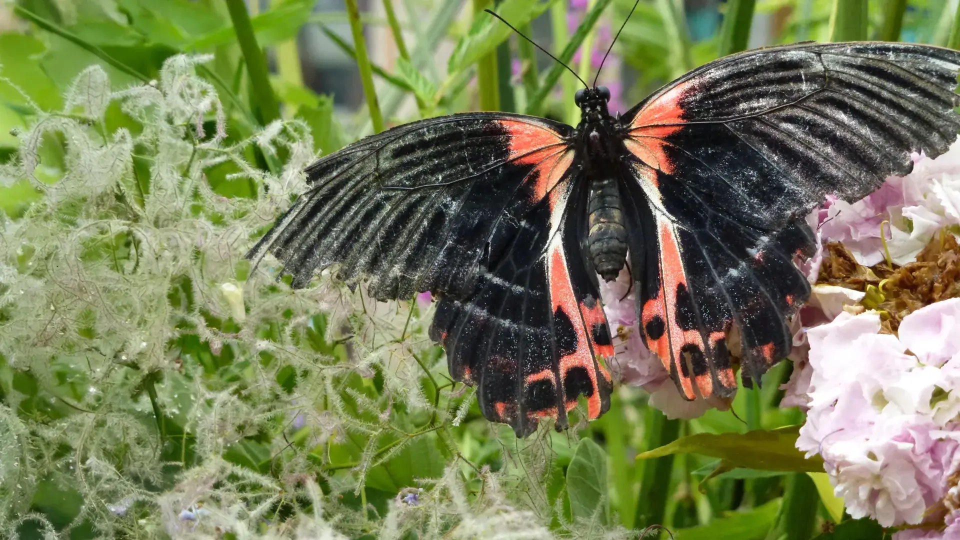 Evolution isn’t random. Scientists find the same genes used for 120 million years